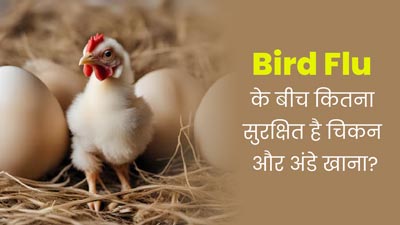 Bird Flu के खतरे में दूध, अंडा और चिकन खाना कितना सुरक्षित है? एक्सपर्ट से जानें 
